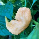 Jay's Peach Ghost Hot Pepper 10 Seeds