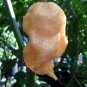 Jay's Peach Ghost Hot Pepper 10 Seeds
