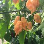 Jay's Peach Ghost Hot Pepper 10 Seeds