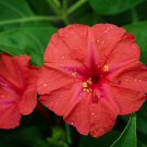 Four O'Clock Red,  Mirabilis Jalapa  50 Seeds