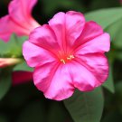 Four O'Clock Rose,  Mirabilis Jalapa  50 Seeds