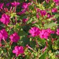 Four O'Clock Rose,  Mirabilis Jalapa  50 Seeds
