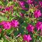 Four O'Clock Rose,  Mirabilis Jalapa  50 Seeds