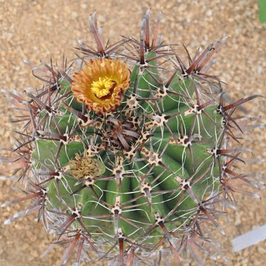 Ferocactus Peninsulae  5 Seeds.  Free Shipping!