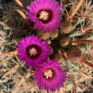 Ferocactus Latispinus  10 Seeds.  Free Shipping!
