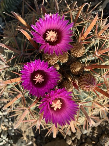 Ferocactus Latispinus  10 Seeds.  Free Shipping!