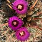 Ferocactus Latispinus 10 Seeds. Free Shipping!