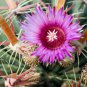 Ferocactus Latispinus 10 Seeds. Free Shipping!