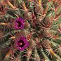 Ferocactus Latispinus 10 Seeds. Free Shipping!