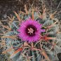 Ferocactus Latispinus 10 Seeds. Free Shipping!