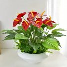 Artificial Red Anthurium Flowers 53cm – Lifelike Fake Plant Bouquet for Home & Garden Artificial Red Anthurium Flowers 53cm – Lifelike Fake Plant Bouquet for Home & Garden