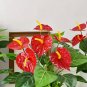 Artificial Red Anthurium Flowers 53cm &acirc;�� Lifelike Fake Plant Bouquet for Home & Garden