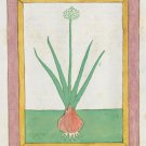 Botanical Bulb Illustration Digital Download