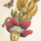 Banana Tree Flower with Io Moth Digital Download