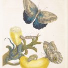 Detailed study of insects and a lizard  Digital Download