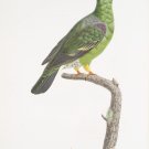 African green pigeon  Digital Download