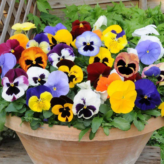 Pansy Seeds &acirc;�� Mixed Color Viola Flowers &acirc;�� Heirloom Garden Seeds &acirc;�� 50+ Seeds