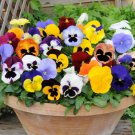 Pansy Seeds – Mixed Color Viola Flowers – Heirloom Garden Seeds – 50+ Seeds