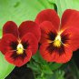 Pansy Seeds &acirc;�� Mixed Color Viola Flowers &acirc;�� Heirloom Garden Seeds &acirc;�� 50+ Seeds