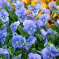 Pansy Seeds &acirc;�� Mixed Color Viola Flowers &acirc;�� Heirloom Garden Seeds &acirc;�� 50+ Seeds