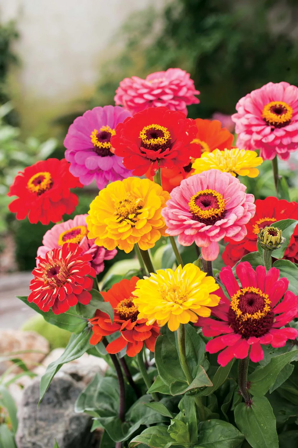 Mixed Zinnia Seeds (Zinnia elegans) &acirc;�� Dahlia Flowered Mix &acirc;�� Heirloom Non-GMO