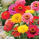 Mixed Zinnia Seeds (Zinnia elegans) – Dahlia Flowered Mix – Heirloom Non-GMO