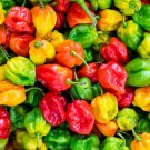 Habanero Pepper Seeds – Mixed Colors (Red, Orange, Yellow, White) – Heirloom Hot Peppers