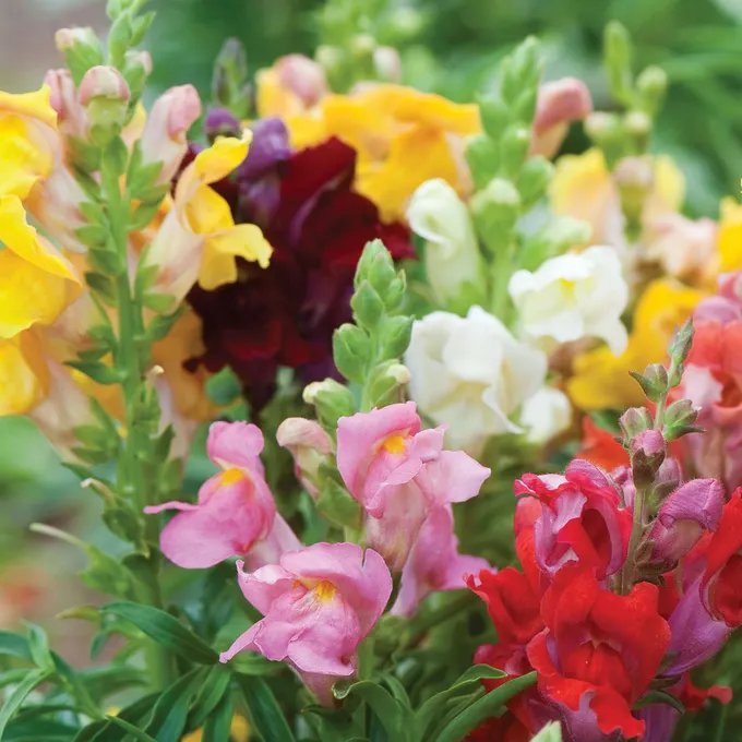 Snapdragon Flower Seeds &acirc;�� Ruby Red, White, Peach, Orange or Mix &acirc;�� Non-GMO Garden Flowers