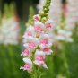 Snapdragon Flower Seeds &acirc;�� Ruby Red, White, Peach, Orange or Mix &acirc;�� Non-GMO Garden Flowers