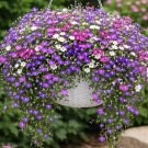 Lobelia Seeds (Lobelia erinus) – Trailing Flower, Multiple Colors – 200 Seeds
