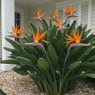 Bird of Paradise Live Plant (Strelitzia reginae) – Bare Root 6–8” – Choose Color