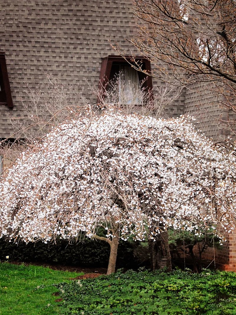 Yoshino Cherry Tree Live Plant &acirc;�� Flowering Ornamental &acirc;�� Choose Size
