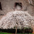 Yoshino Cherry Tree Live Plant – Flowering Ornamental – Choose Size