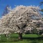 Yoshino Cherry Tree Live Plant &acirc;�� Flowering Ornamental &acirc;�� Choose Size