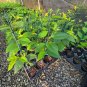 Yoshino Cherry Tree Live Plant &acirc;�� Flowering Ornamental &acirc;�� Choose Size