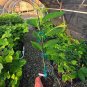 Yoshino Cherry Tree Live Plant &acirc;�� Flowering Ornamental &acirc;�� Choose Size