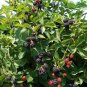 Prime-Ark Freedom Blackberry &acirc;�� Live Starter Plant