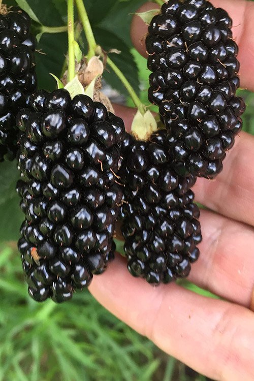 Big Daddy Thornless Blackberry &acirc;�� Live Starter Plant