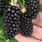 Big Daddy Thornless Blackberry – Live Starter Plant