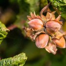 American Hazelnut Tree (Corylus americana) 12–24" Tall Bare Root – Cold Hardy Native