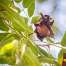 Northern Hardy Pecan Tree (Carya illinoinensis) Bare Root Seeds – Cold Hardy Northern Hardy Pecan Tree (Carya illinoinensis) Bare Root Seeds – Cold Hardy