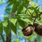 Northern Hardy Pecan Tree (Carya illinoinensis) Bare Root Seeds &acirc;�� Cold Hardy