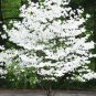 White Dogwood Tree (Cornus florida) Bare Root &acirc;�� Spring Blooming Ornamental