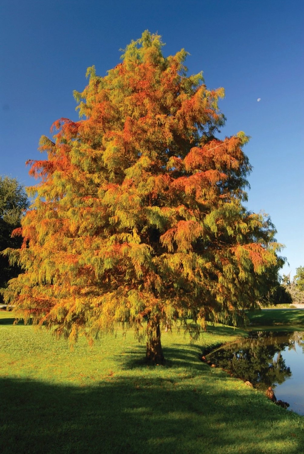 Bald Cypress Tree (Taxodium distichum) Bare Root &acirc;�� Hardy Deciduous Conifer