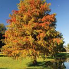 Bald Cypress Tree (Taxodium distichum) Bare Root – Hardy Deciduous Conifer