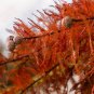 Bald Cypress Tree (Taxodium distichum) Bare Root &acirc;�� Hardy Deciduous Conifer