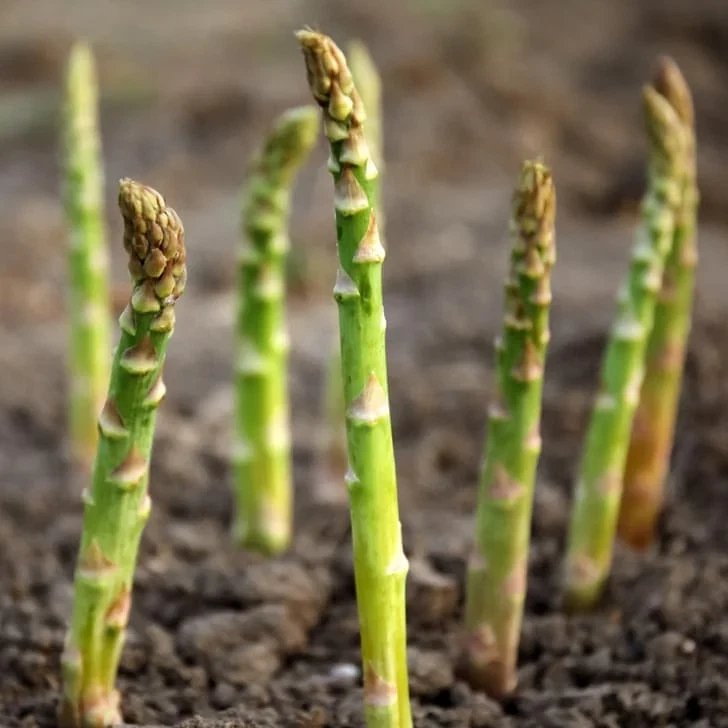 Viking KB3 Asparagus Bare Roots &acirc;�� Asparagus officinalis Hardy Heirloom Variety