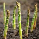 Viking KB3 Asparagus Bare Roots – Asparagus officinalis Hardy Heirloom Variety
