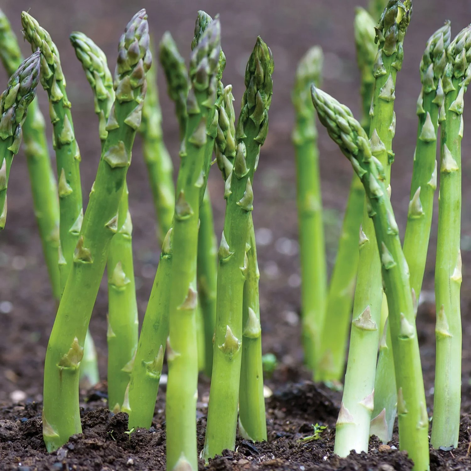 Jersey Supreme Asparagus Bare Root Crowns &acirc;�� Asparagus officinalis High Yield Hybrid