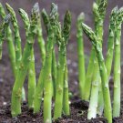 Jersey Supreme Asparagus Bare Root Crowns – Asparagus officinalis High Yield Hybrid